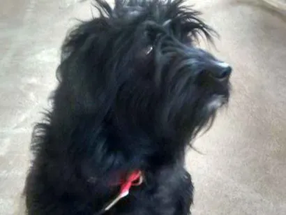 Cao Poodle Medio 1-ano