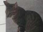 Gato para adoção Fêmea Médio 2 a 6 meses