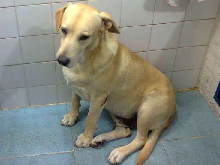 Adoção de Cachorro Arraial do Cabo/RJ | Apolo | 6 anos Acima | Raça Vira-lata | tamanho Pequeno