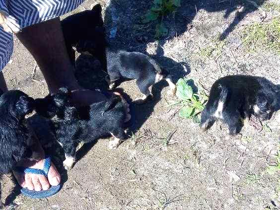 Cachorros e gatos de Cynthia Graciele (1) em SP - Bertioga