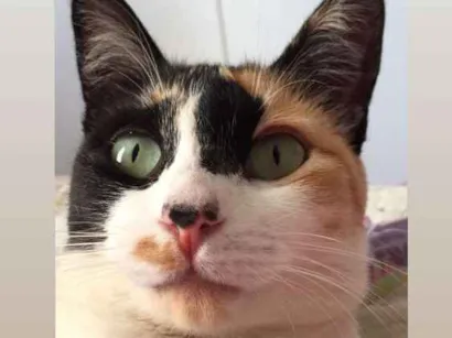 Gato N sei Medio 2-anos