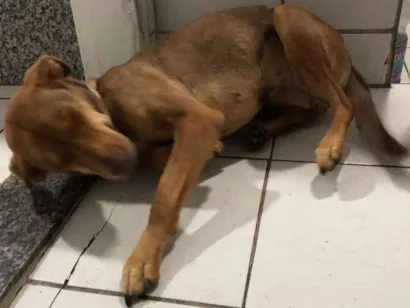 Cao Sem raça definida Medio 2-anos