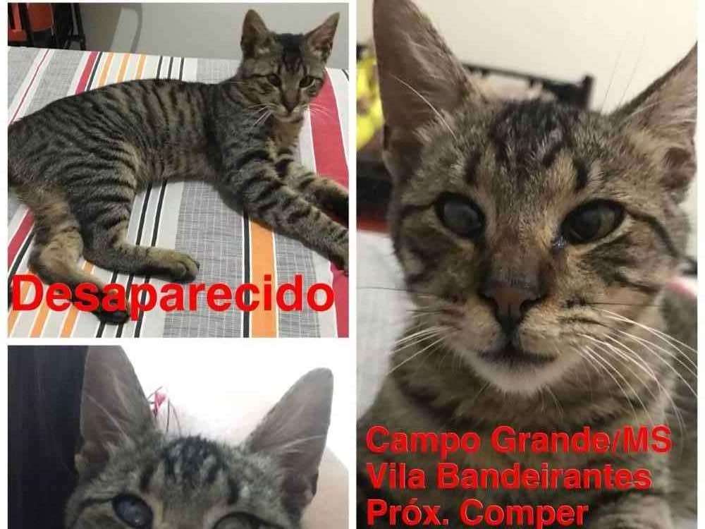 Procura-se esse Gato Campo Grande/MS | Nina GRATIFICA | 1 ano | Raça SRD | tamanho Pequeno