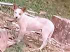Cachorro tamanho Medio Femea 2-a-6-meses para adoção