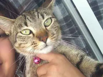 Gato  Pequeno 1-ano
