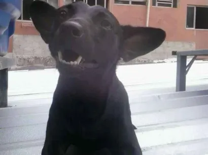 Cao Sem Raça Pequeno 4-anos