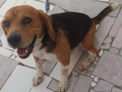 Cao BEAGLE Pequeno 2-anos