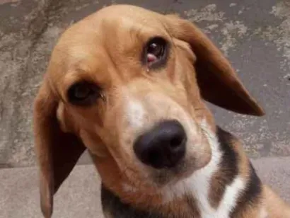Cao Beagle Medio 1-ano