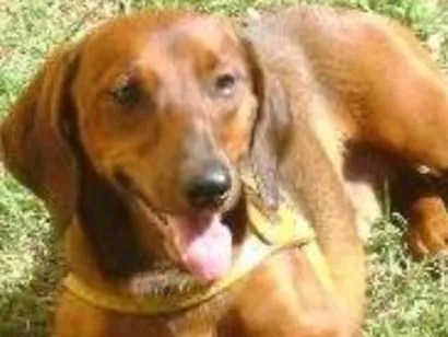 Cao Bace Pequeno 6-anos-Acima