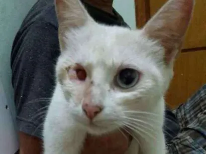 Gato SRD Pequeno 1-ano