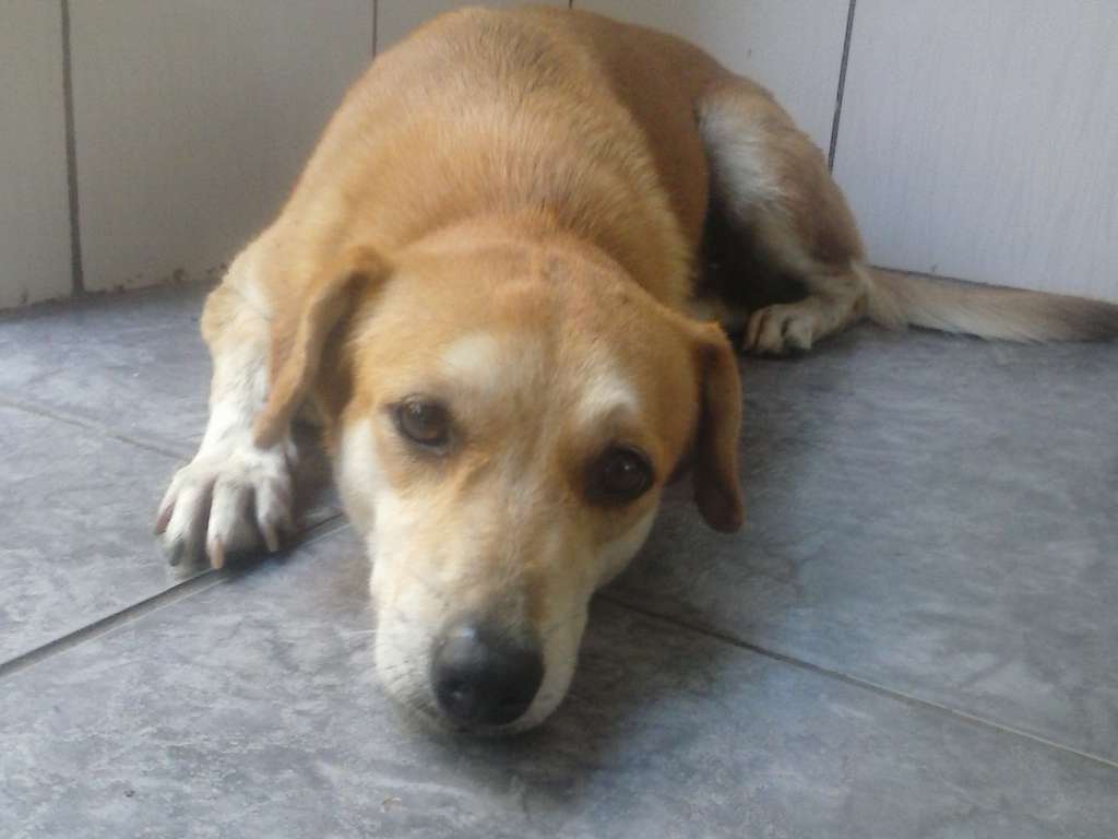 Adoção de Cachorro Porto Ferreira/SP | pluto | 2 anos | Raça salsichina mestiço | tamanho Pequeno