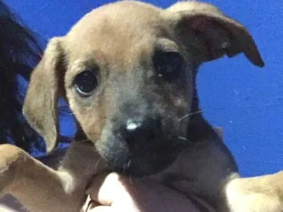 Cao vira lata Pequeno Abaixo-de-2-meses