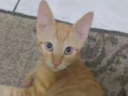 Gato  Medio 7-a-11-meses