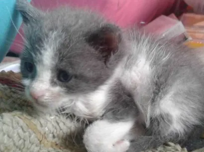 Gato Mestiços  Pequeno Abaixo-de-2-meses