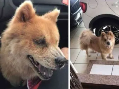 Cao Chow chow  Medio 6-anos-Acima