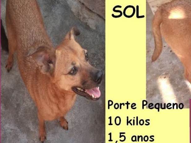 Cachorros e gatos de Kantinho dos Peludos (685) em SP - São Paulo