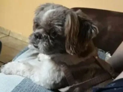 Cao shih ztzu Pequeno 1-ano