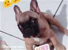 Cao Bulldog francês Pequeno 2-a-6-meses