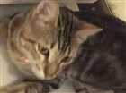 Gato Vira-lata cinza, que parece ve Medio 2-anos