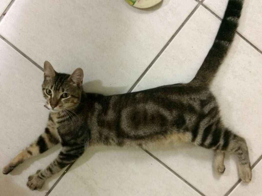 Procura-se esse Gato Nilópolis/RJ | Sr Tonico | 2 anos | Raça Vira-lata cinza, que parece ve | tamanho Médio