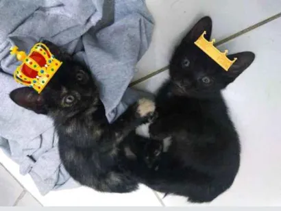 Gato SRS Pequeno 2-a-6-meses