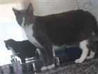 Gato SRD Grande 5-anos