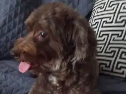 Cao Poodle Mestiço Medio 6-anos-Acima