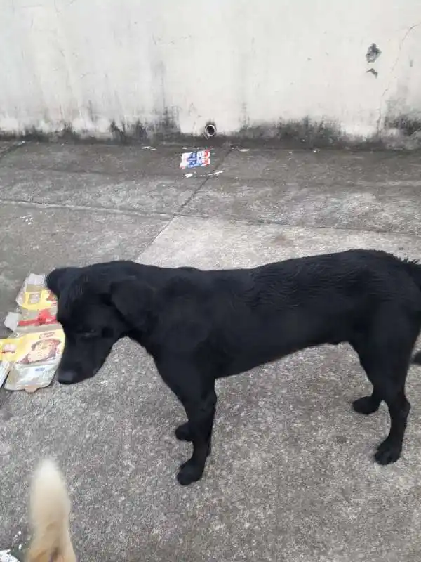 Cachorro Encontrado São Paulo/SP | Negão | 3 anos | Raça SRD | tamanho Médio | foto 2