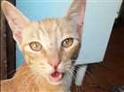 Gato para adoção Macho Pequeno 7 a 11 meses