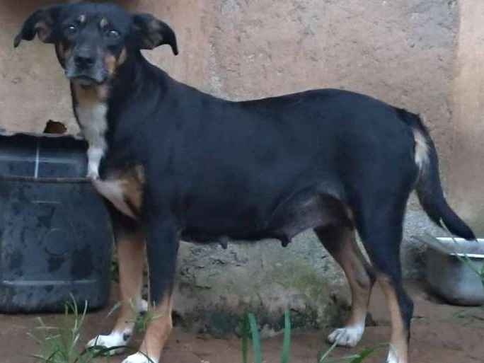 Adoção de Cachorro Itapecerica da Serra/SP | sem nome | 2 anos | Raça sdr | tamanho Pequeno
