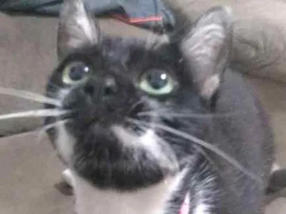 Gato Vl Medio 4-anos