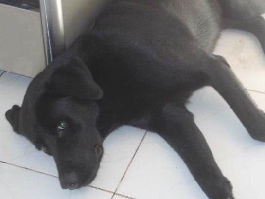 Procura-se esse Cachorro Rio de Janeiro/RJ | Hanna | 6 anos Acima | Raça Labrador  | tamanho Grande