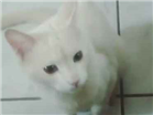 Gato para adoção Macho Pequeno 1 ano