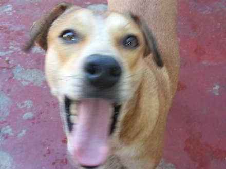 Adoção de Cachorro Recife/PE | Elvis | 3 anos | Raça SRD | tamanho Pequeno