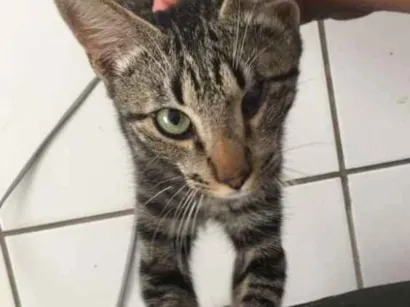 Gato SRD Pequeno 7-a-11-meses