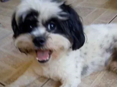 Cao Lhasa apso Medio 1-ano