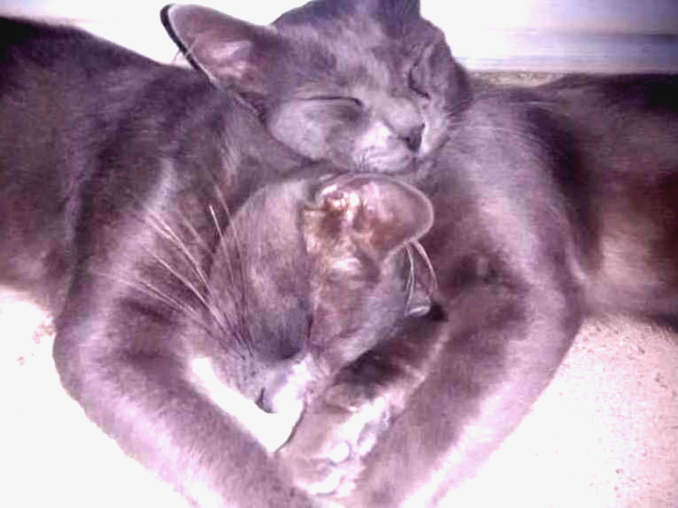 Adoção de Gato Olinda/PE | Siamês com Persa | 2 a 6 meses | Raça Mestiço  | tamanho Médio