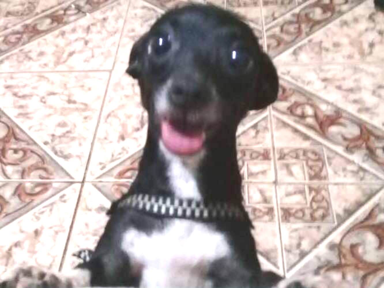 Cachorro Encontrado Cuiabá/MT | não sei  | 1 ano | Raça pinscher  | tamanho Pequeno