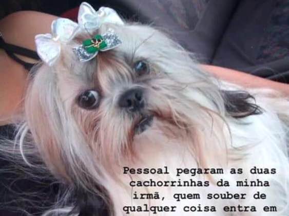 Procura-se esse Cachorro São Paulo/SP | Sofia | 7 a 11 meses | Raça Bulldog francês | tamanho Pequeno