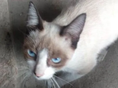 Gato Seames Pequeno 2-a-6-meses