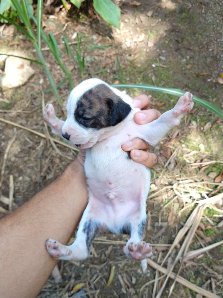 Adoção De Cachorro Corumbáms Cachorrinhos Filhote Raça Não Sei