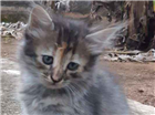 Gato Sem definição  Pequeno Abaixo-de-2-meses
