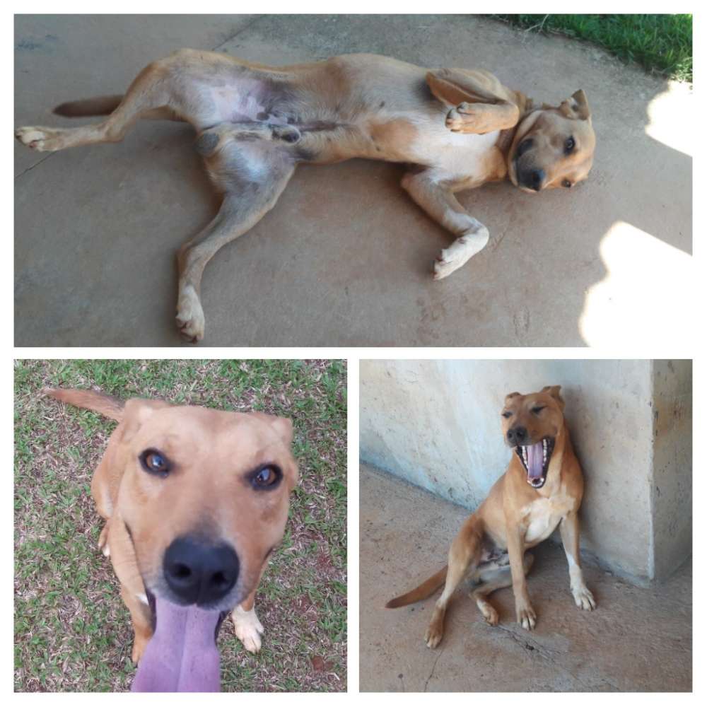 Bob  perdido | foto 4