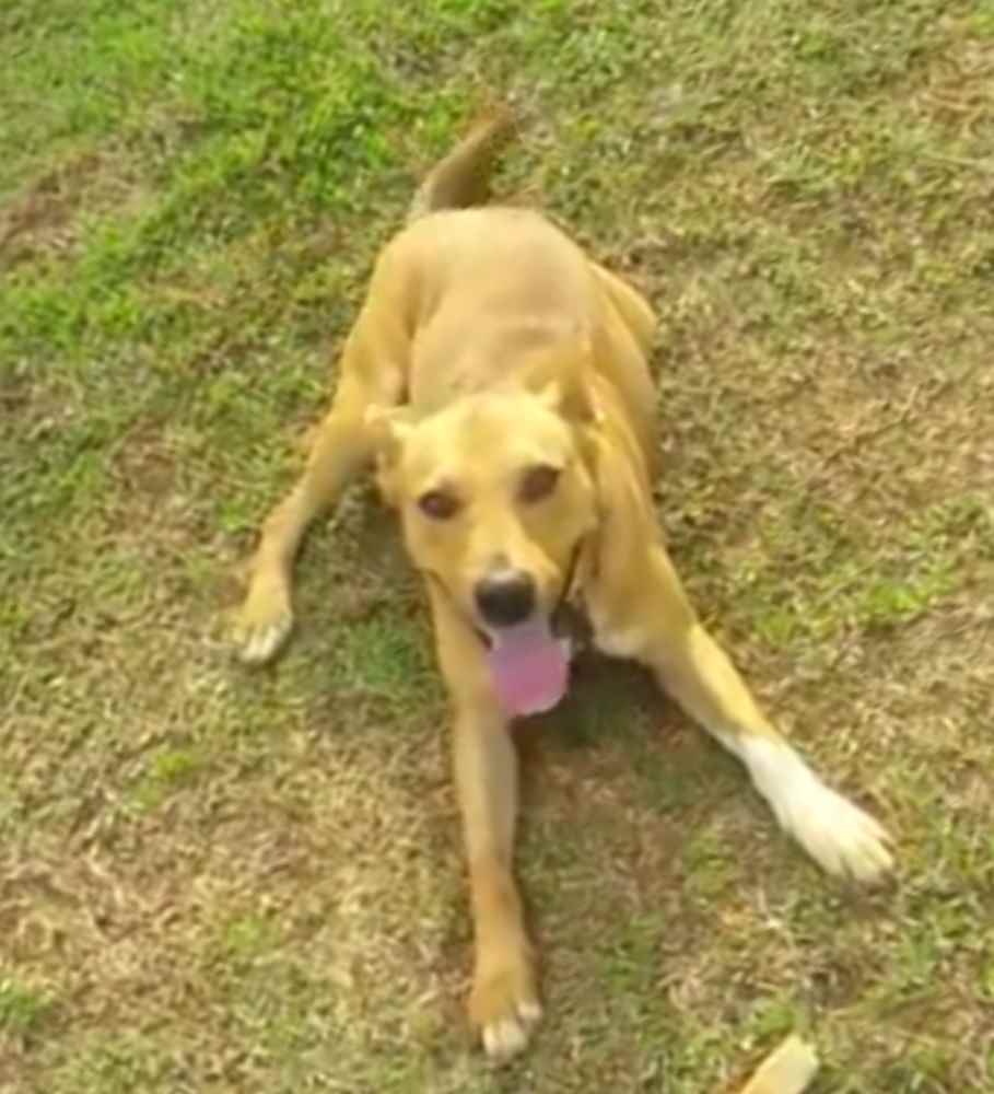 Bob  perdido | foto 5