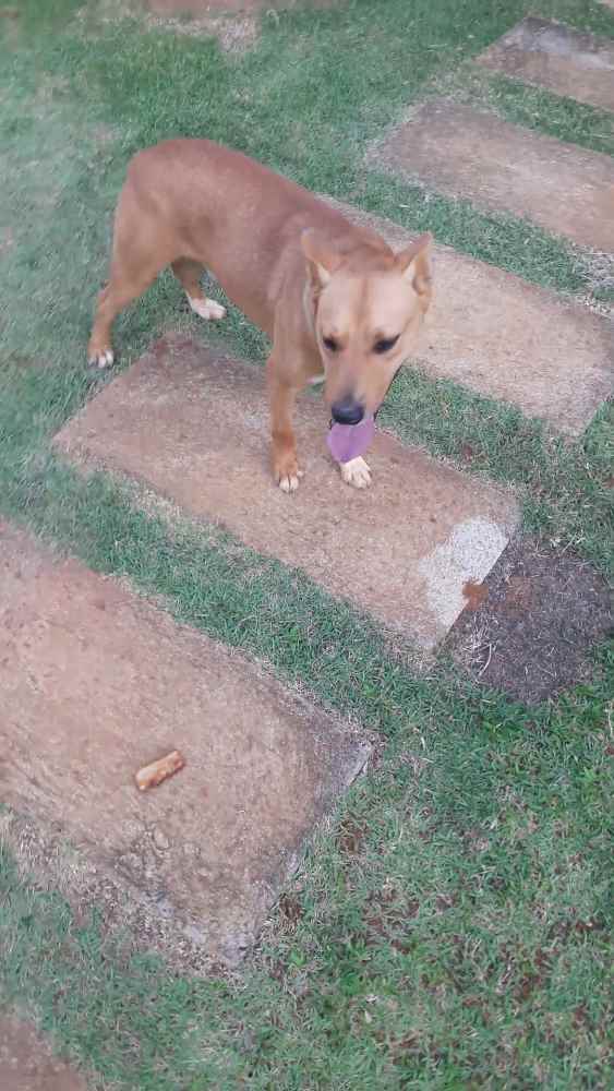 Bob  perdido | foto 6