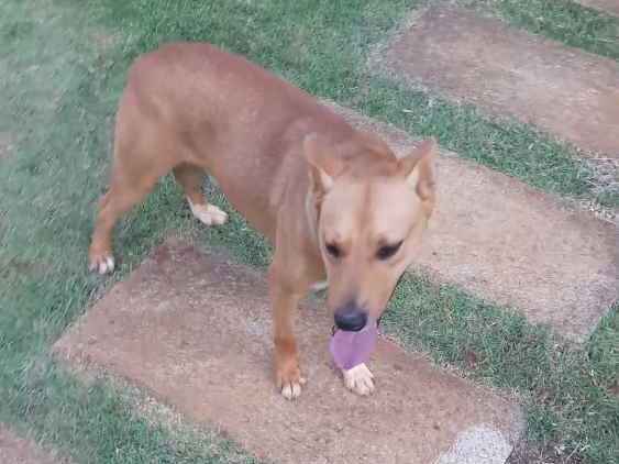 Bob  perdido | foto 7