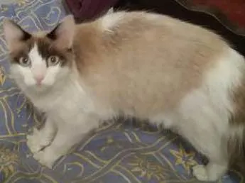 Gato Vira-lata Pequeno 1-ano