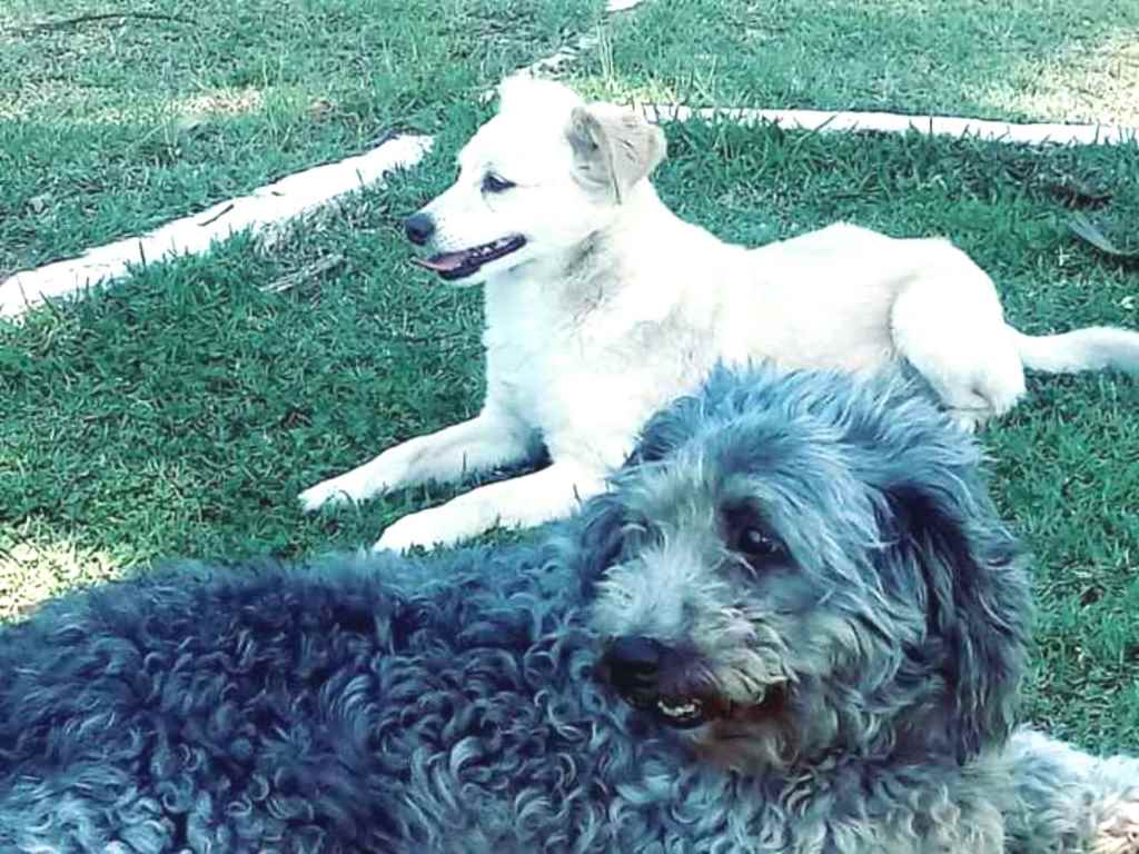 Cachorros e gatos de rosimerie cristina goncalves  (2) em SP - Itapecerica da Serra