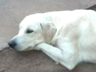 Cachorro tamanho Grande Macho 7-a-11-meses para adoção