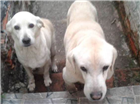Taison e Hanal | Cão  Grande | Macho | Labradores